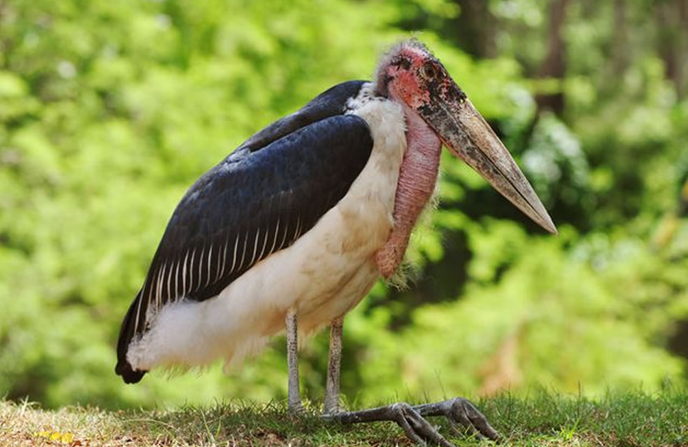 Marabou Stork