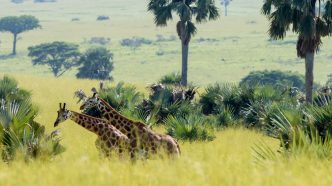 Uganda Giraffe