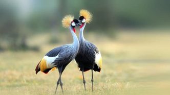 Grey Crested Cranes of Uganda