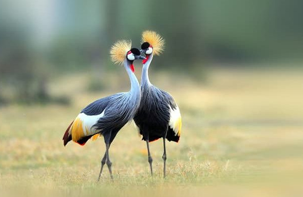 Grey Crested Cranes of Uganda